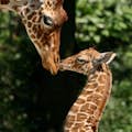 Žirafí láska