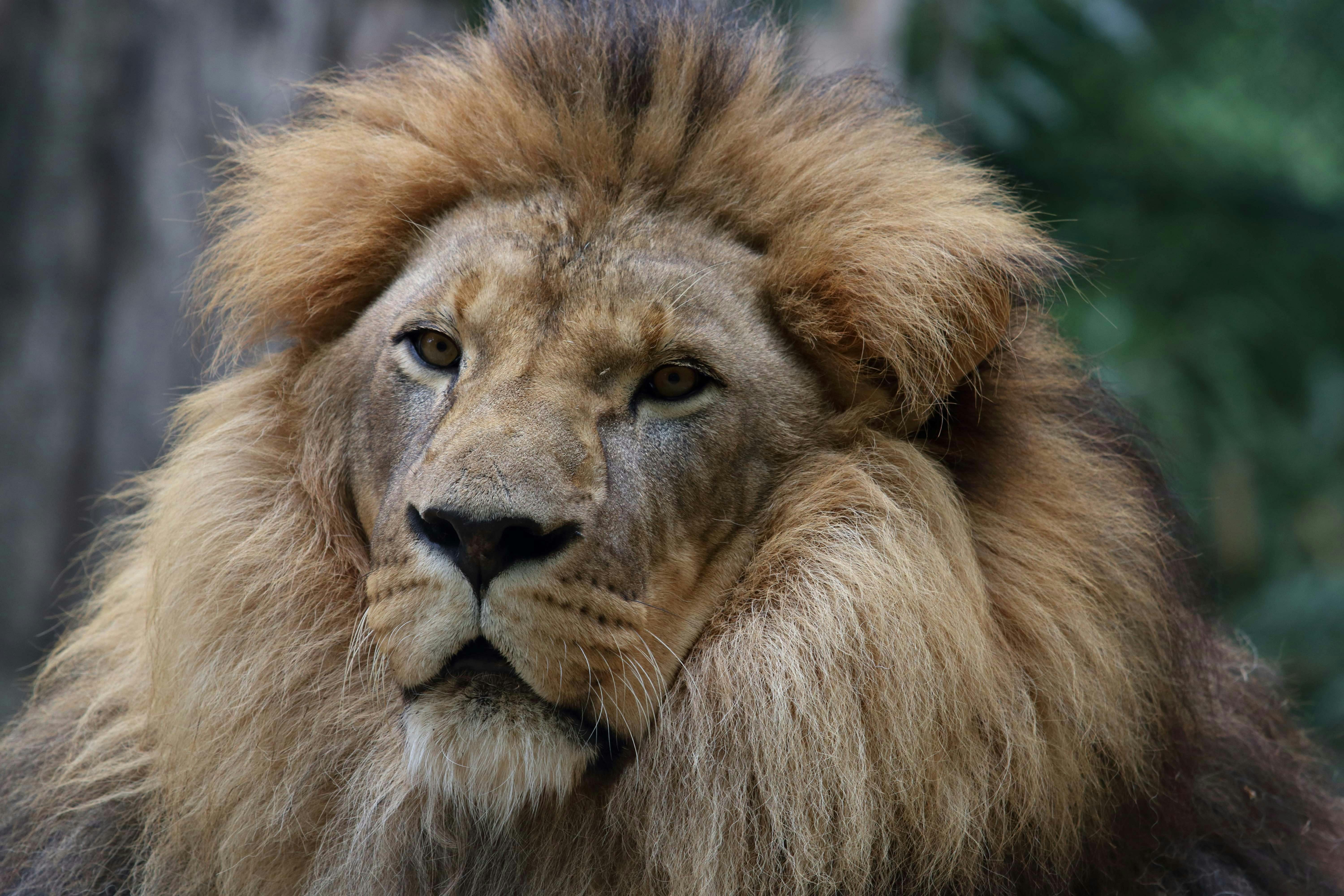 一只雄狮的特写镜头，满鬃毛，向前看。绿色，背景模糊。