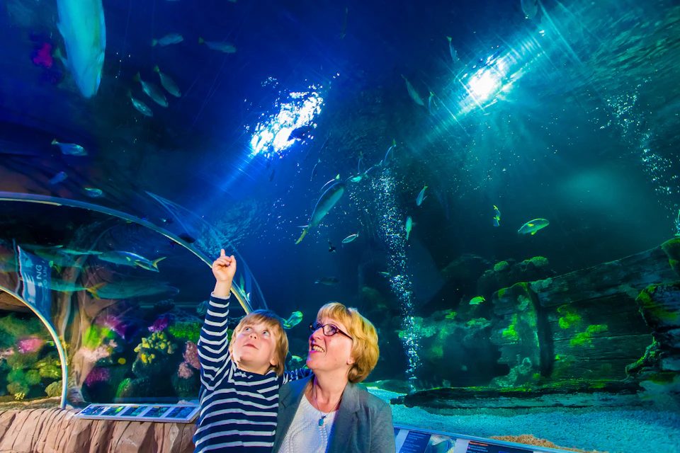 A child and an adult look up, with the child pointing, in an underwater tunnel surrounded by fish and aquatic life.