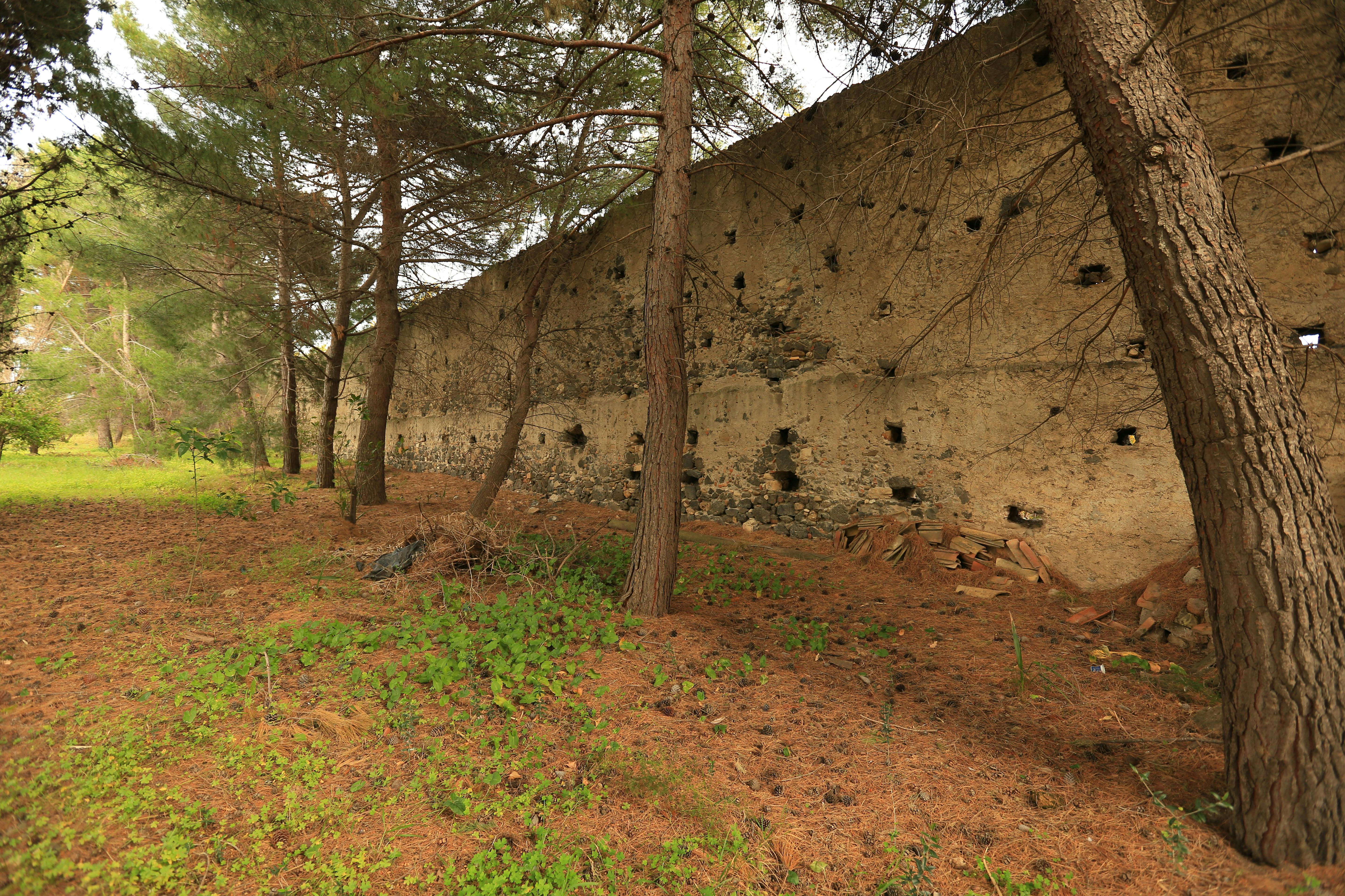 Tall trees stand beside a weathered stone wall with multiple small holes. Green grass and scattered branches cover the ground.