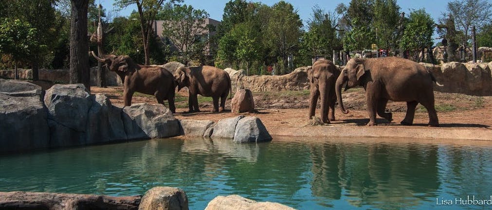 Ζωολογικός και Βοτανικός Κήπος του Σινσινάτι