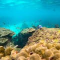 Schnorcheln Sie und entdecken Sie ein Unterwasserparadies mit bunten Fischen und Korallen.