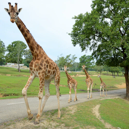 Pombia Safari Park: Entry Ticket