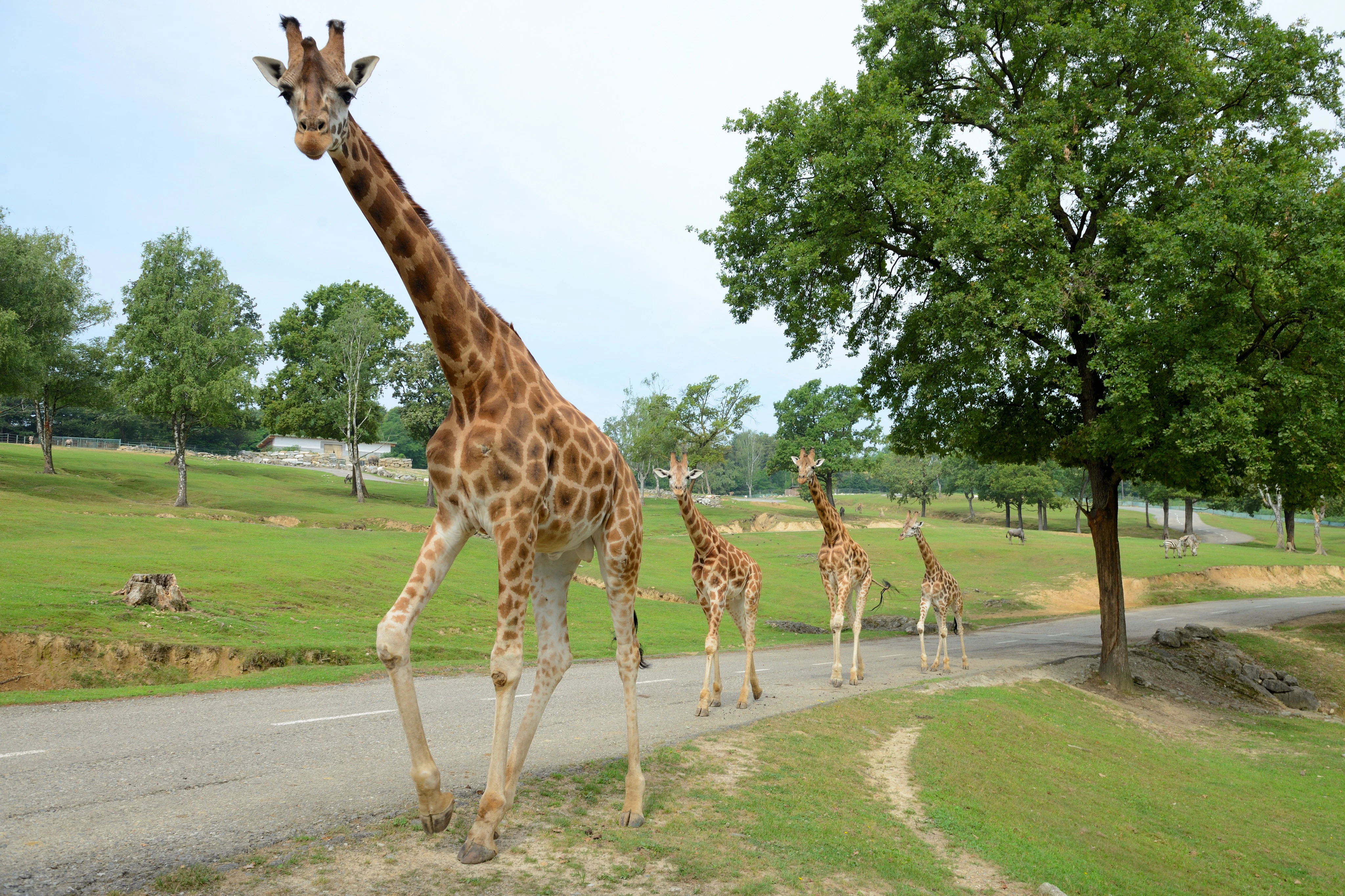 Pombia Safari Park Book Tickets Tours More pombia-safari-park-book-tickets-tours-more