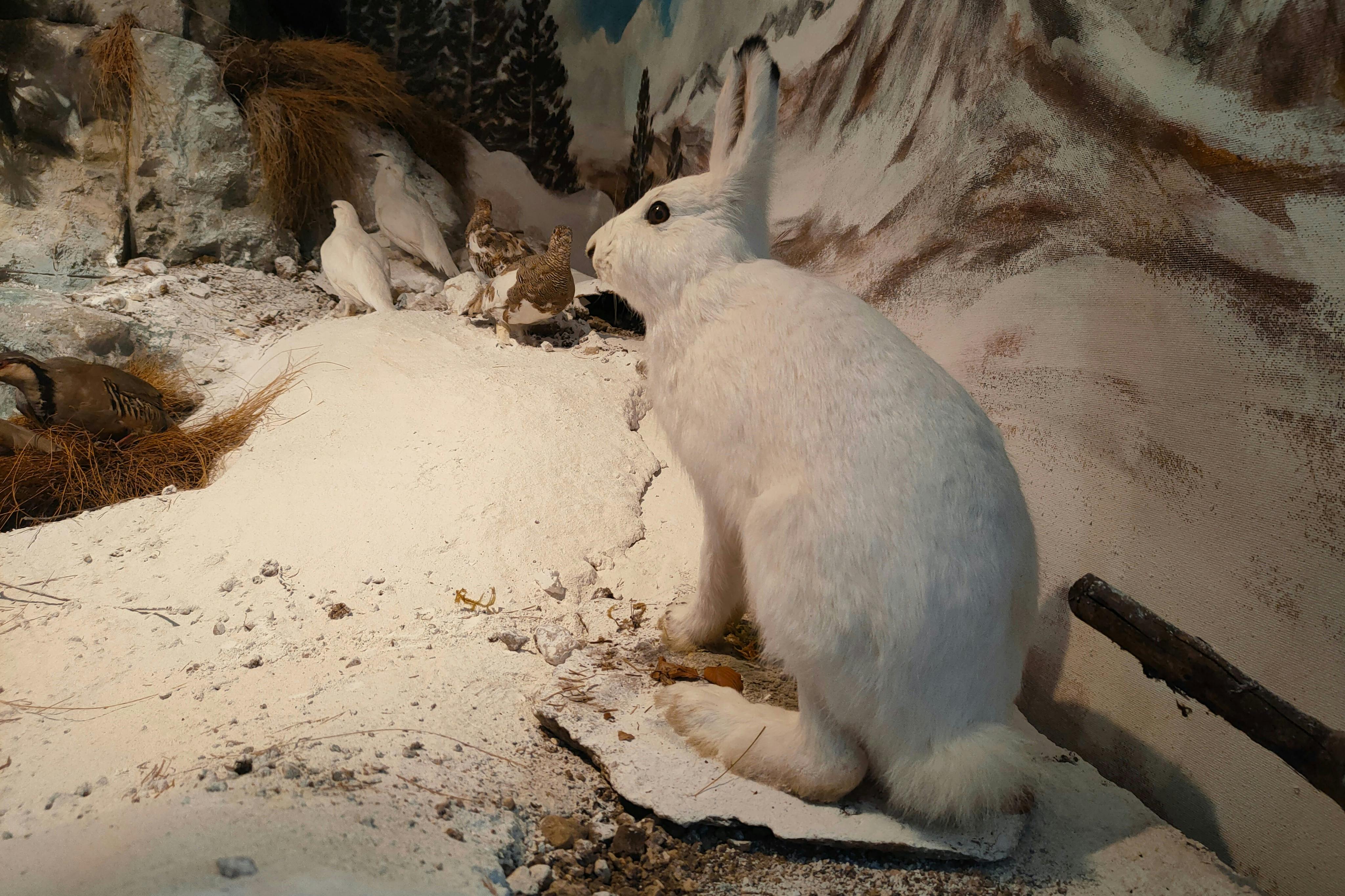 Museo Lusérn