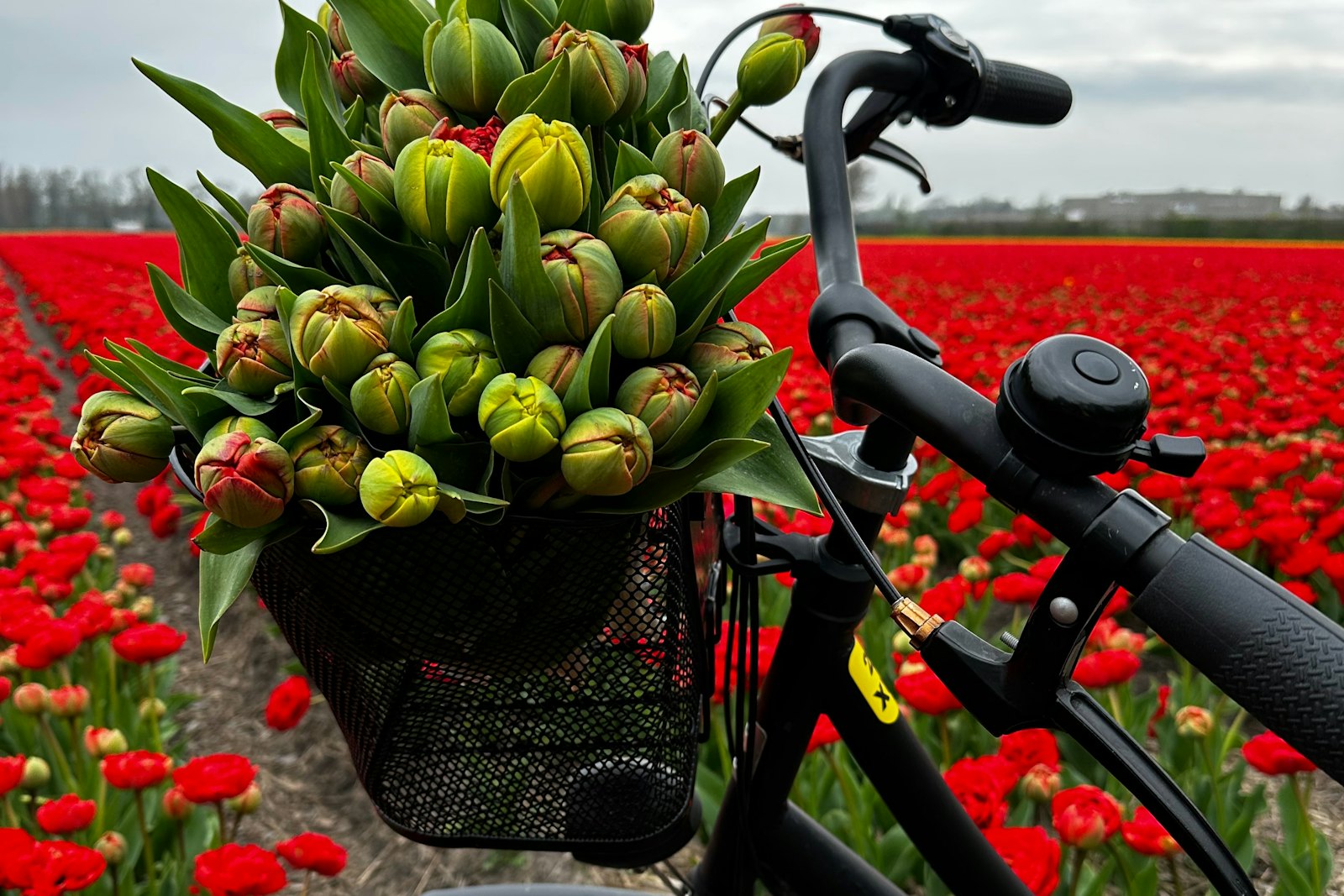 photo of flowers with bike
