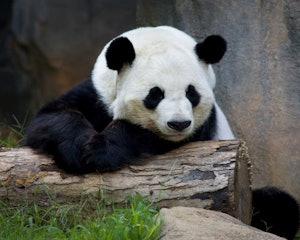 アトランタ動物園 Tiqets アトランタ動物園 Tiqets