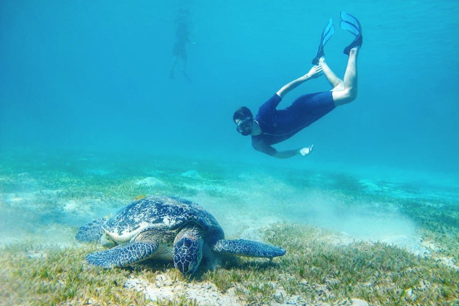 Οι θαλάσσιες χελώνες του Μάρσα Μουμπάρακ