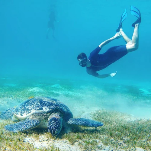 Marsa Mubarak: Snorkeling with Dugong and Sea Turtles - Photo 8