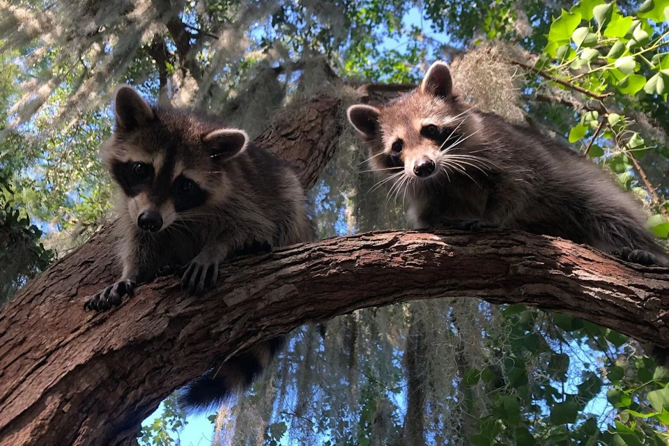 Two raccoons perched on a tree branch, surrounded by green leaves and Spanish moss, against a clear blue sky.