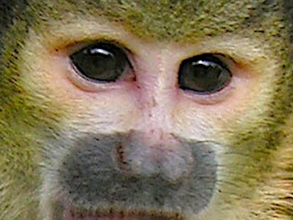 A small monkey with yellow fur and a grey face peers through green leaves in a dense foliage setting.