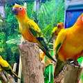 Wystawa ptaków egzotycznych w Creek Park