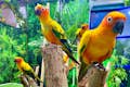 Wystawa ptaków egzotycznych w Creek Park
