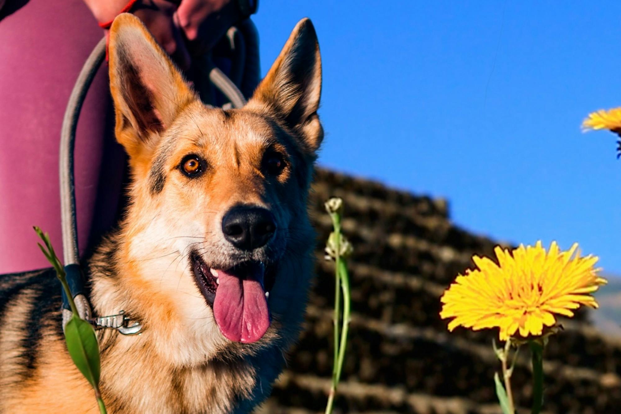 Пирамиды Гуимара с собакой