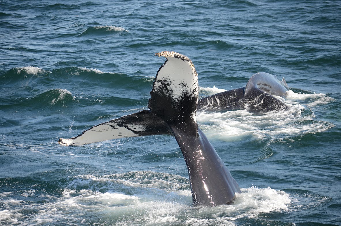 A whale's tail fin emerges from the ocean, with another whale swimming nearby amidst waves.