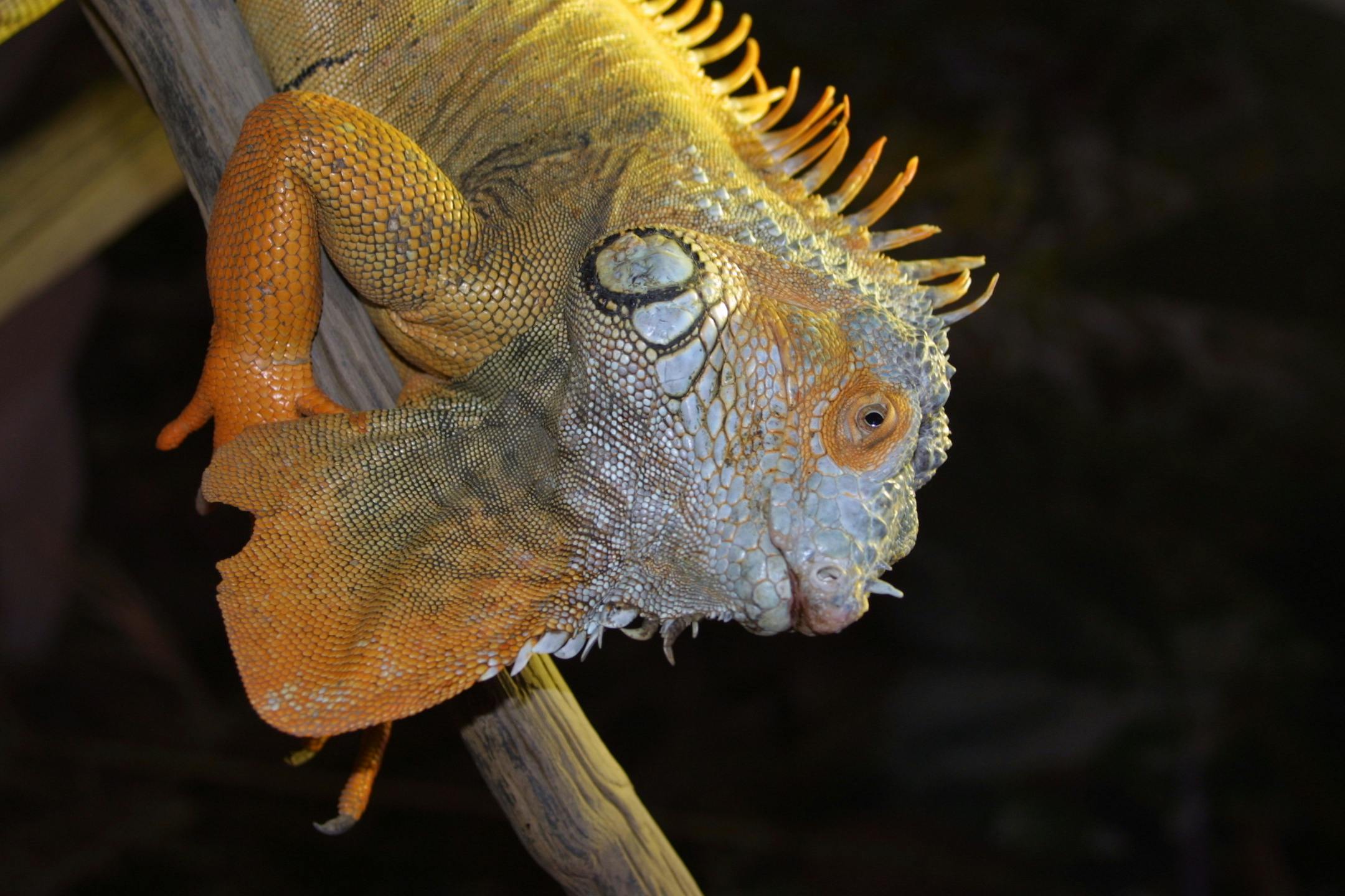 树枝上鬣蜥的特写镜头，其纹理皮肤和鲜艳的橙色和绿色。