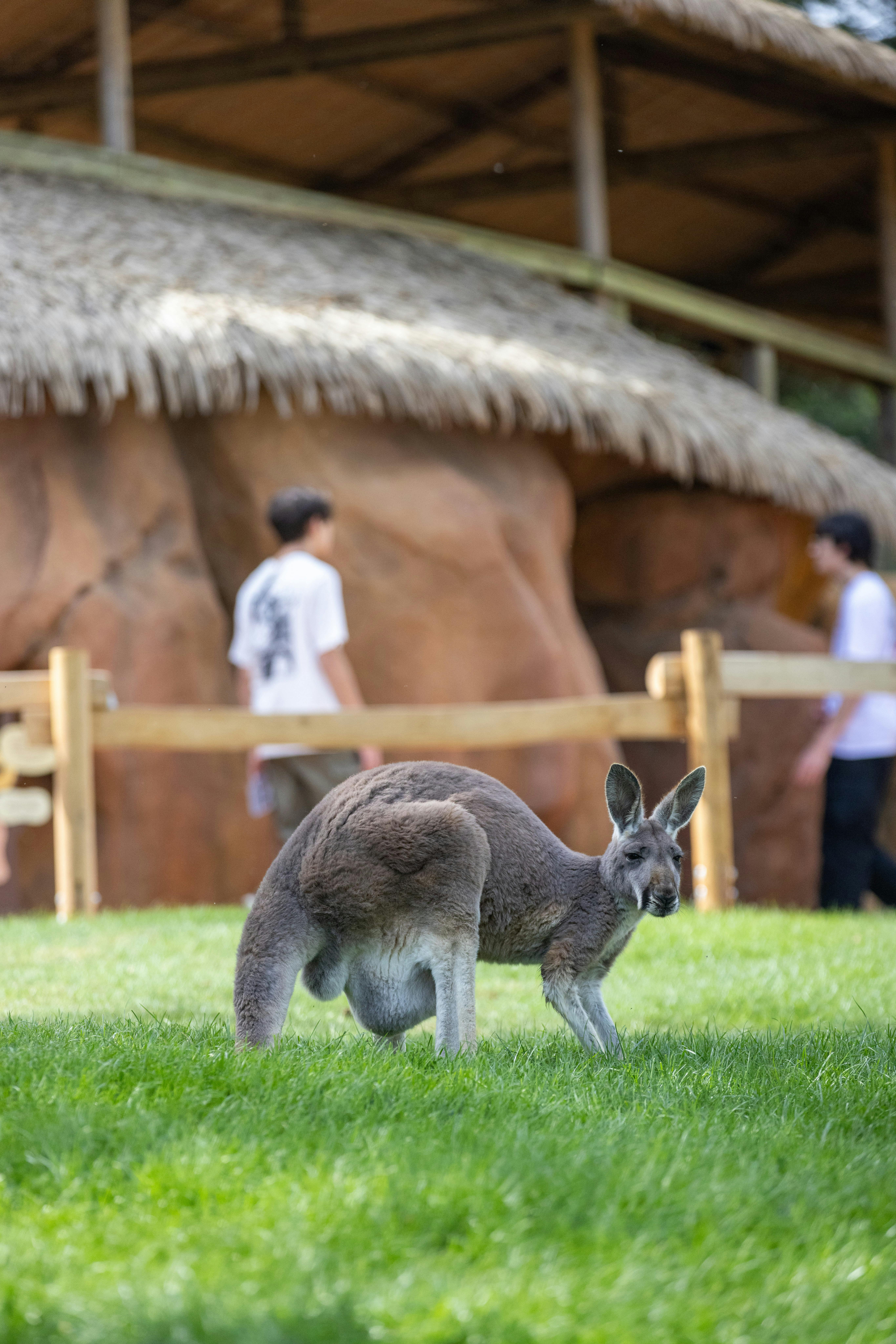 A kangaroo standing on grass in front of a wooden fence and a thatched-roof structure, with two people in the background.