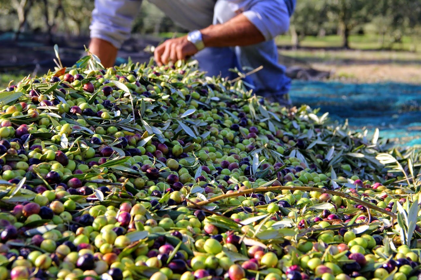 Une personne ramassant des olives vertes et violettes fraîchement récoltées dans un tas, avec des oliviers visibles à l'arrière-plan.
