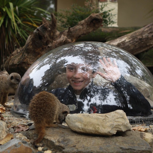 Un bambino sorride e saluta dall'interno di una cupola trasparente, circondato da suricati e rocce in un recinto naturalistico.