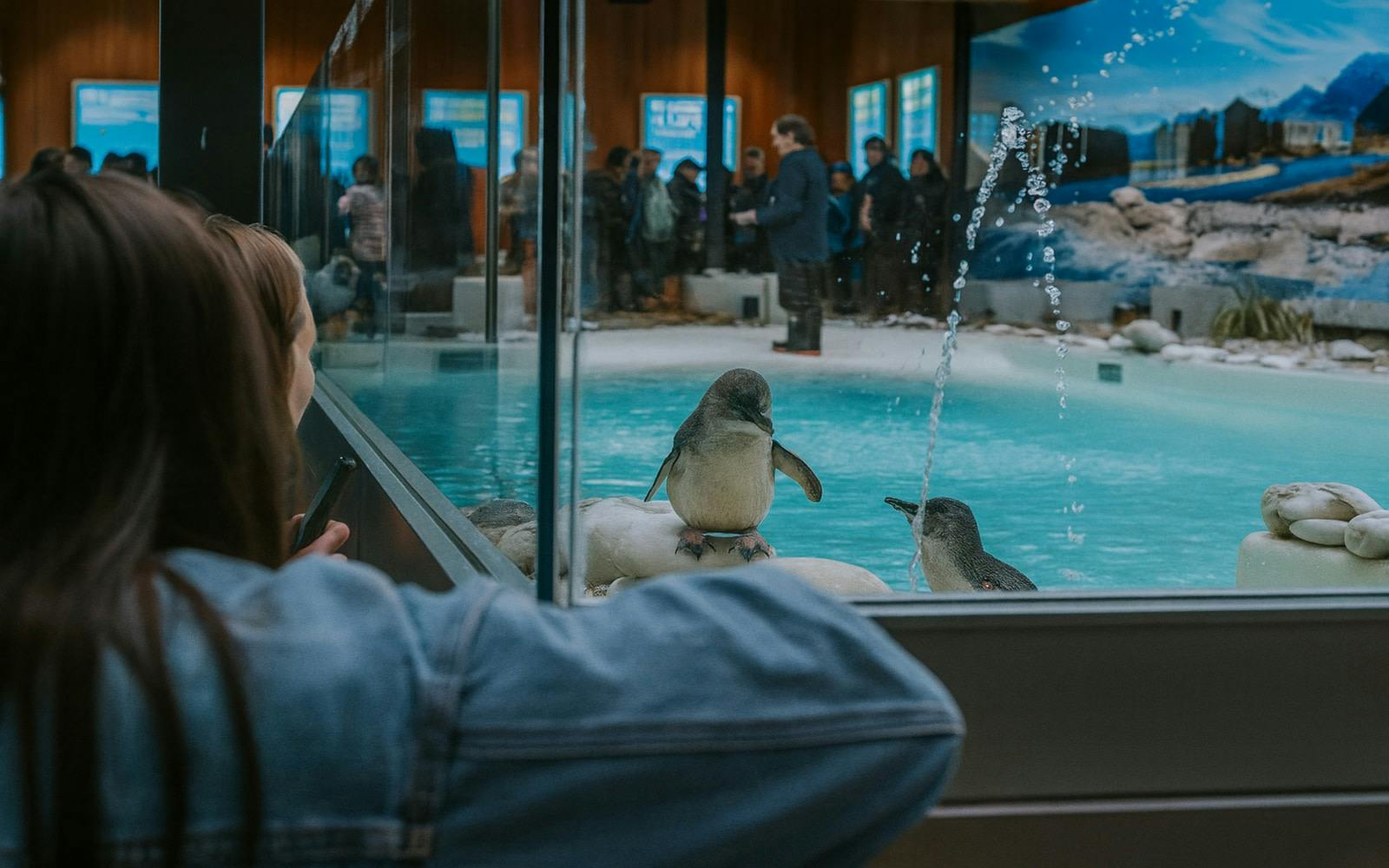 A penguin exhibit with a penguin on a rock, people observing through glass, and a person in the foreground.