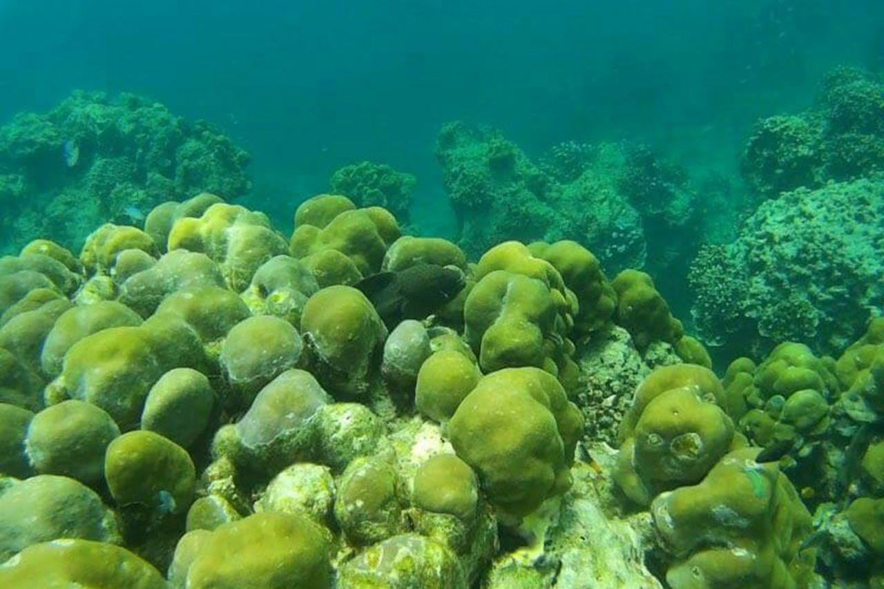 생동감 넘치는 해양 생물과 함께하는 스노클링