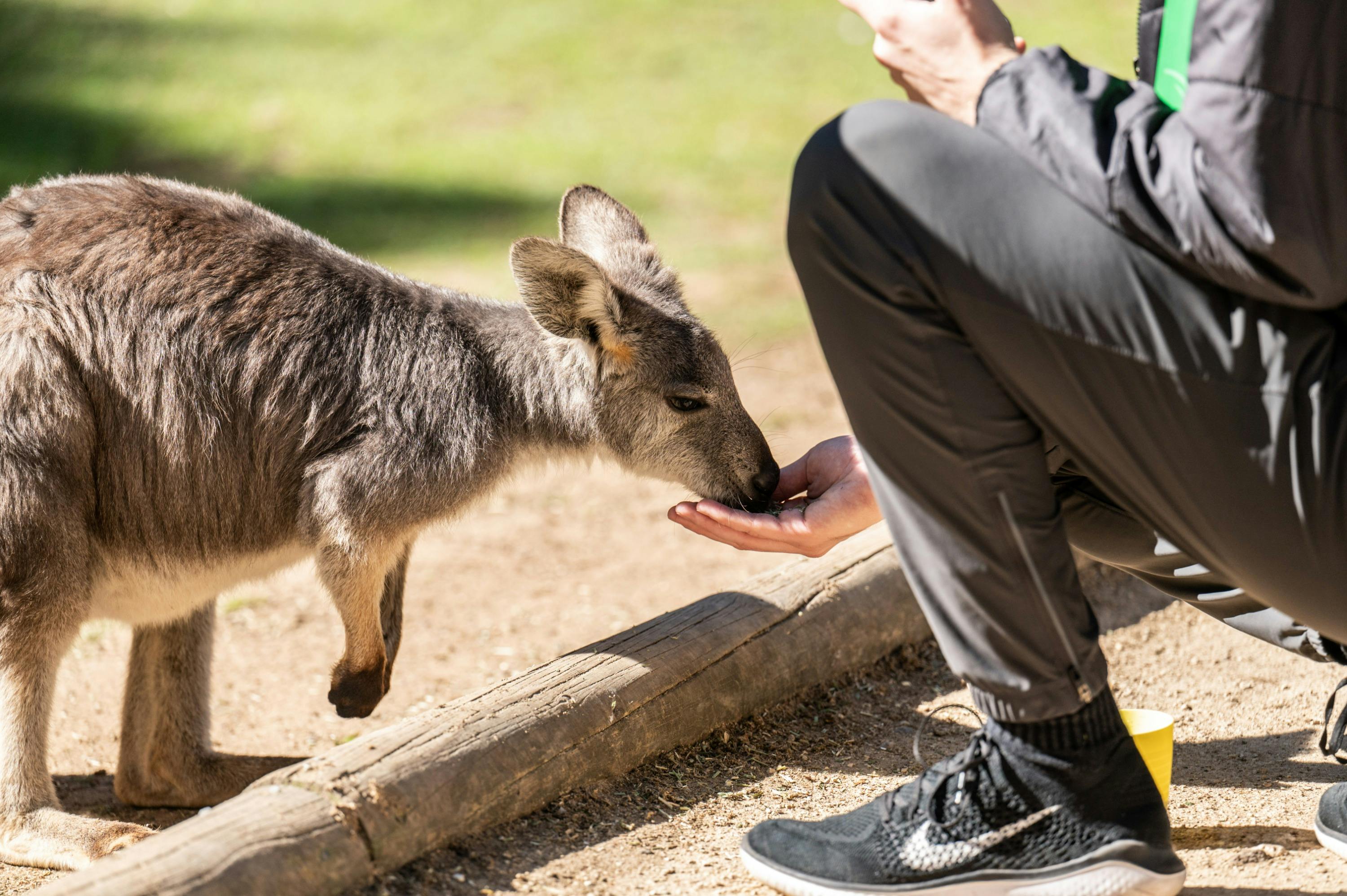 A kangaroo is eating from a person's hand. The person is kneeling, wearing dark pants and sneakers, in an outdoor setting.