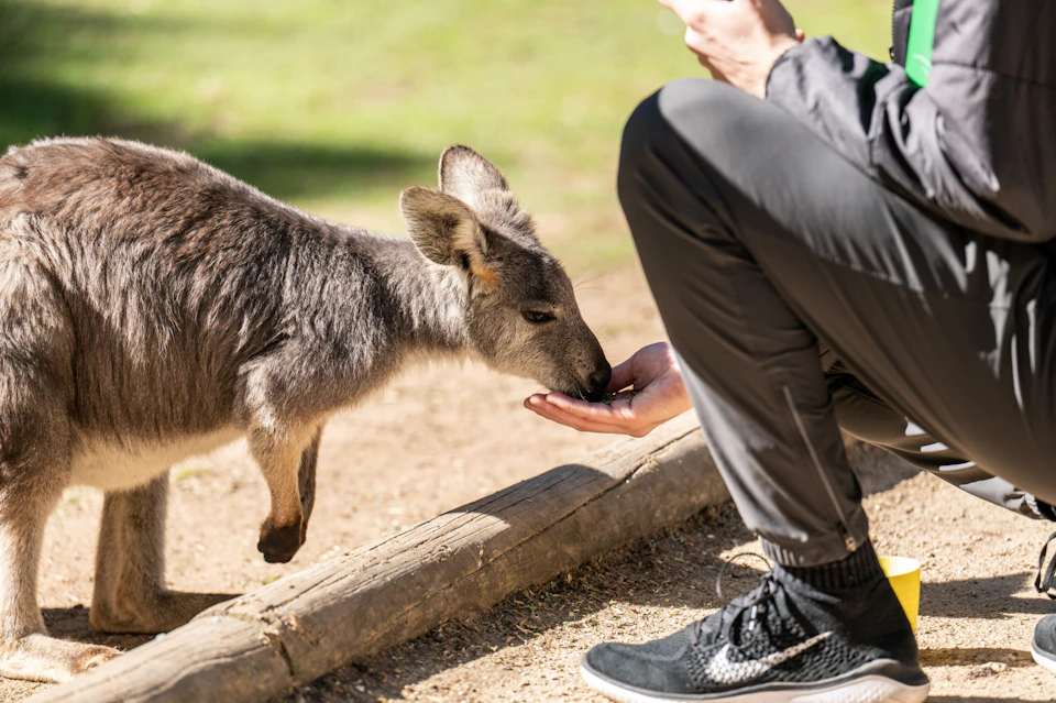 A kangaroo is eating from a person's hand. The person is kneeling, wearing dark pants and sneakers, in an outdoor setting.