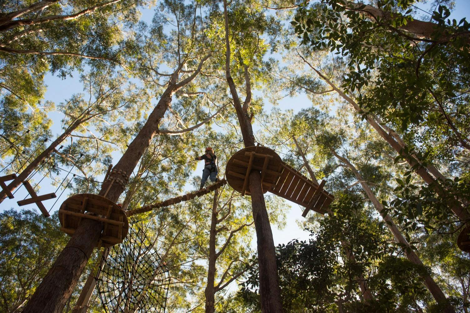 Person, die eine hohe Seilbrücke zwischen zwei Baumplattformen in einem Wald überquert, umgeben von hohen Bäumen und Grünpflanzen.