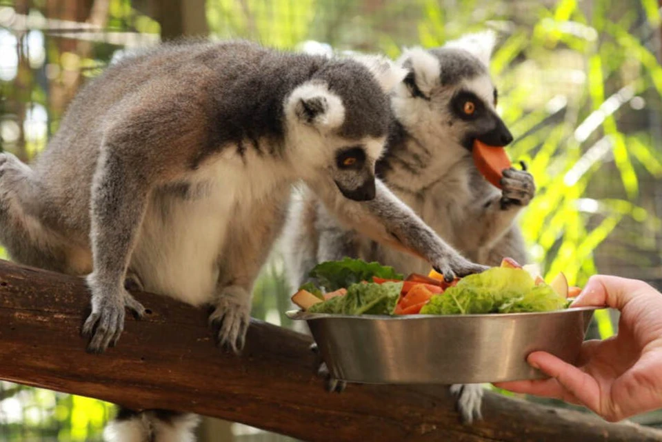 Gorge Wildlife Park