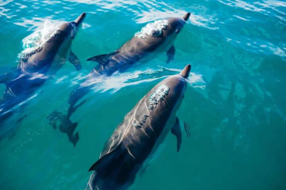 Marsa Alam Dolphin House Tour
