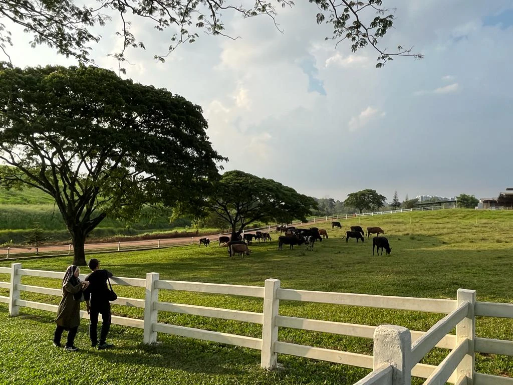 A grassy field with grazing cows, large trees, and a white fence. Two people walk along the edge of the fence.