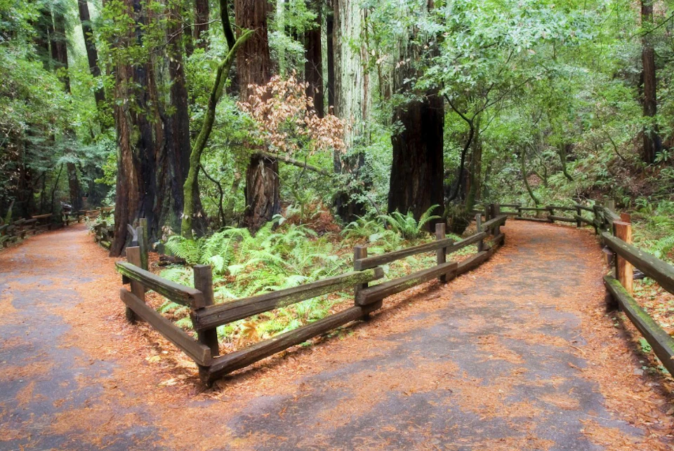 A wooded path bordered by a wooden fence, with ferns and tall trees in the background.