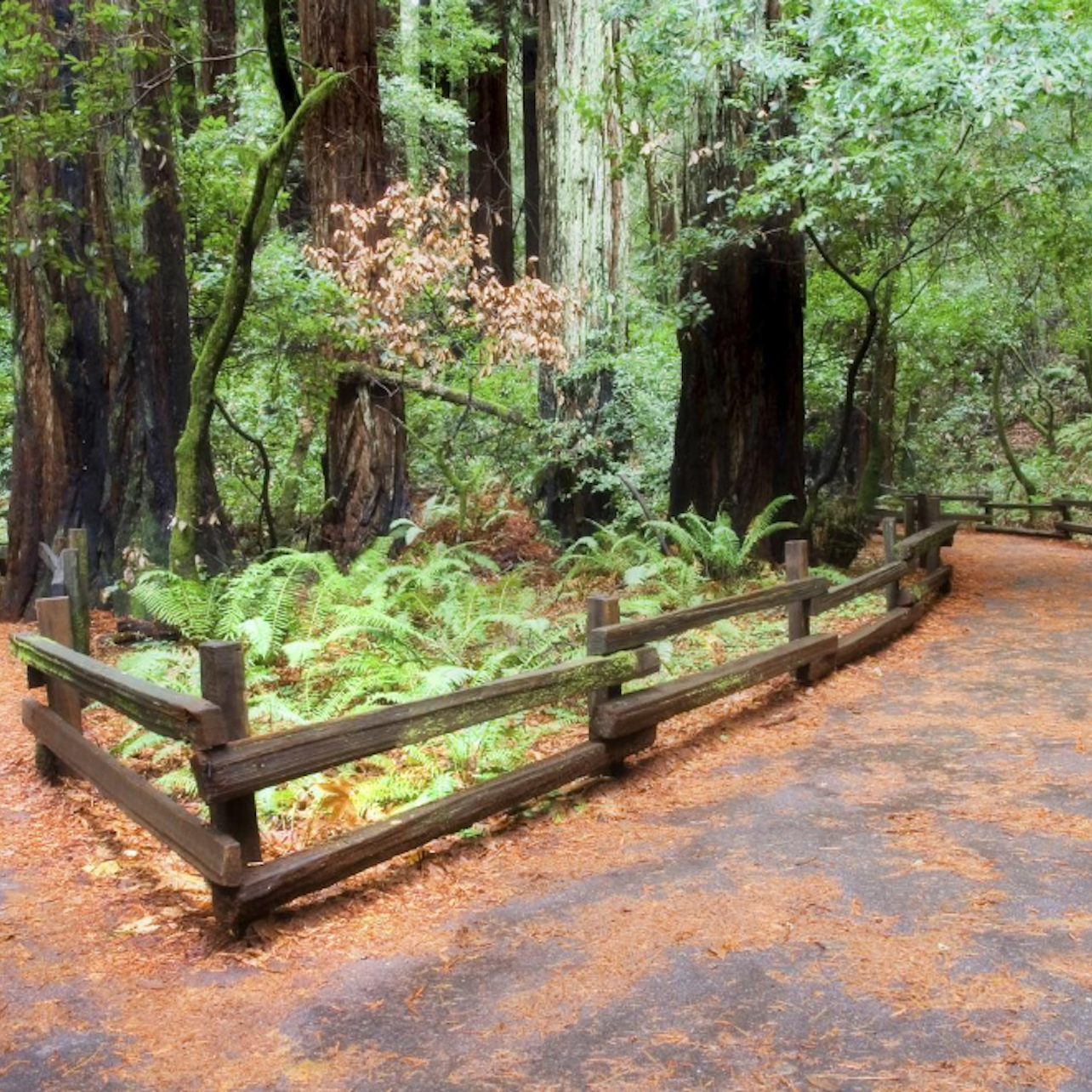 Muir Woods y Sausalito: Excursión de un día desde San Francisco - Alojamientos en San Francisco