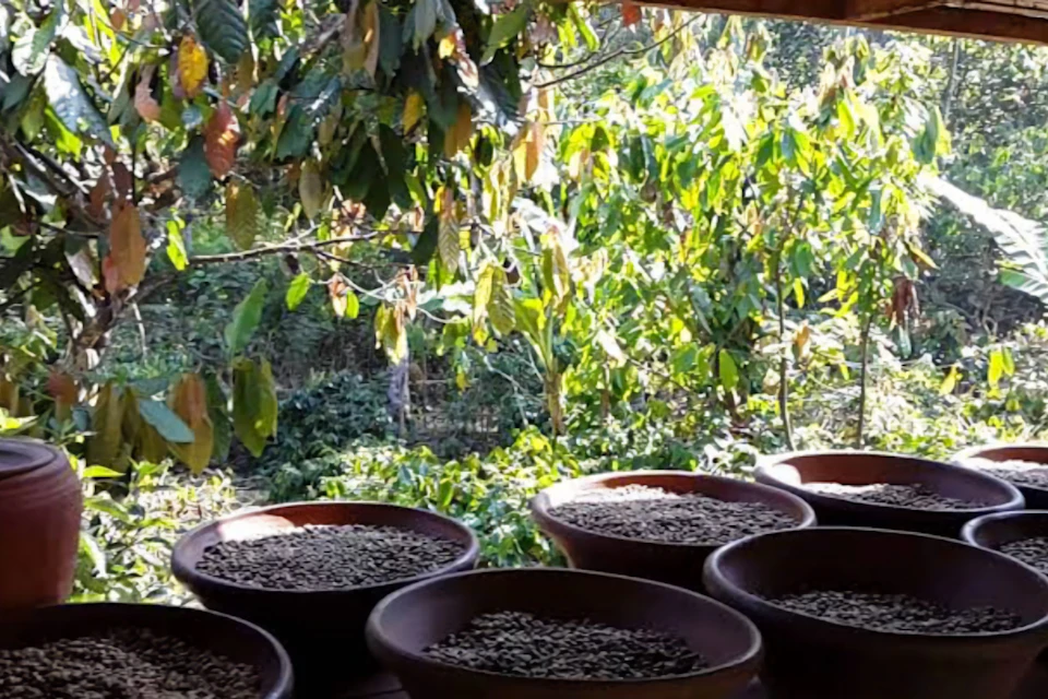Coffe Plantation