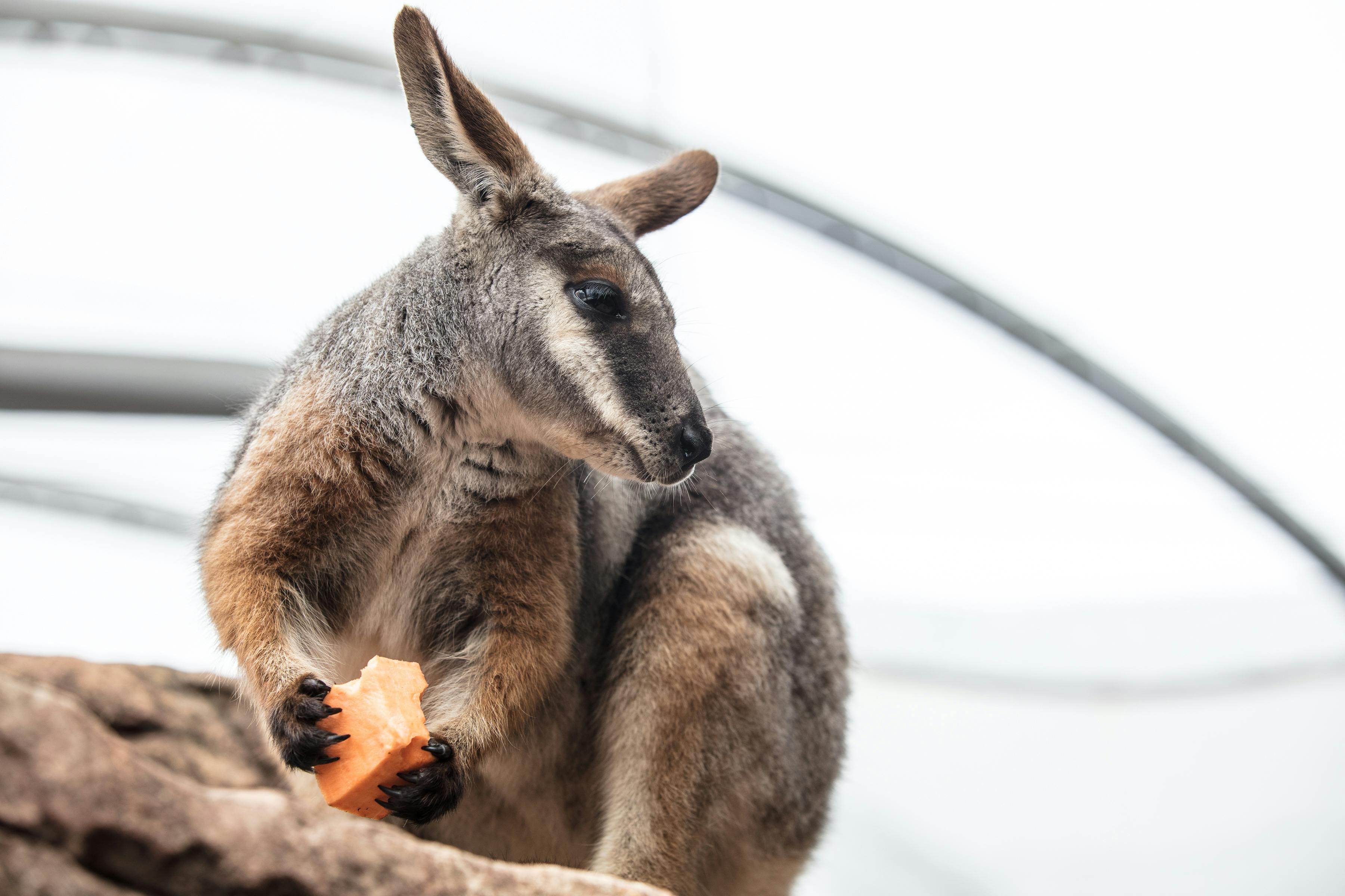 WILD LIFE Sydney Zoo Tiqets