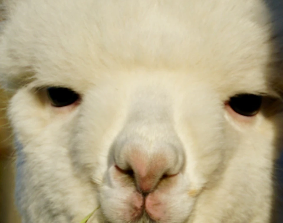 Two alpacas, one white and one brown, standing side by side in a sunny outdoor enclosure with a blue sky background.