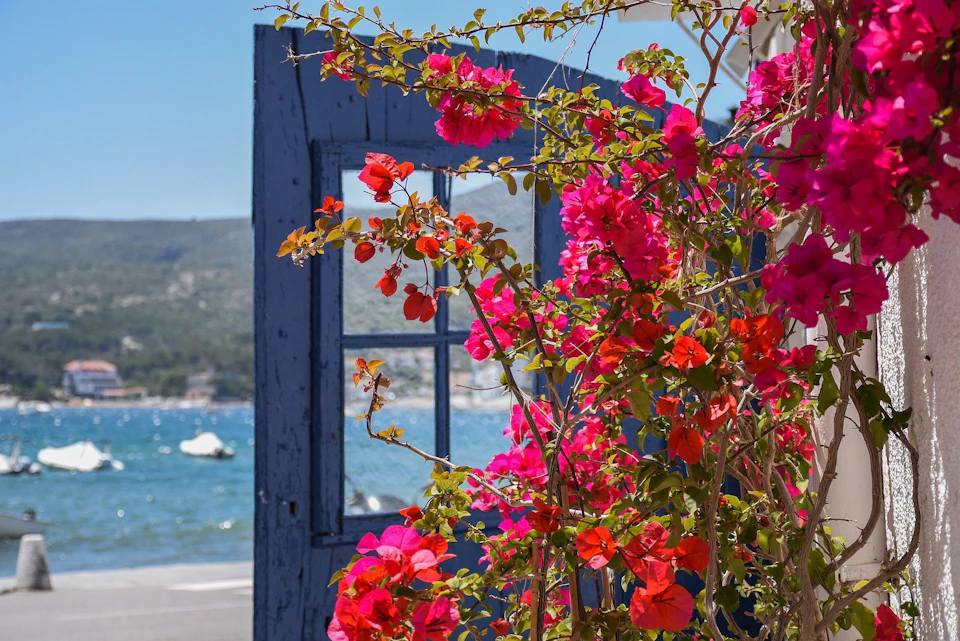 Vibrant pink and red flowers climb a blue gate, with a scenic ocean view and distant mountains in the background.
