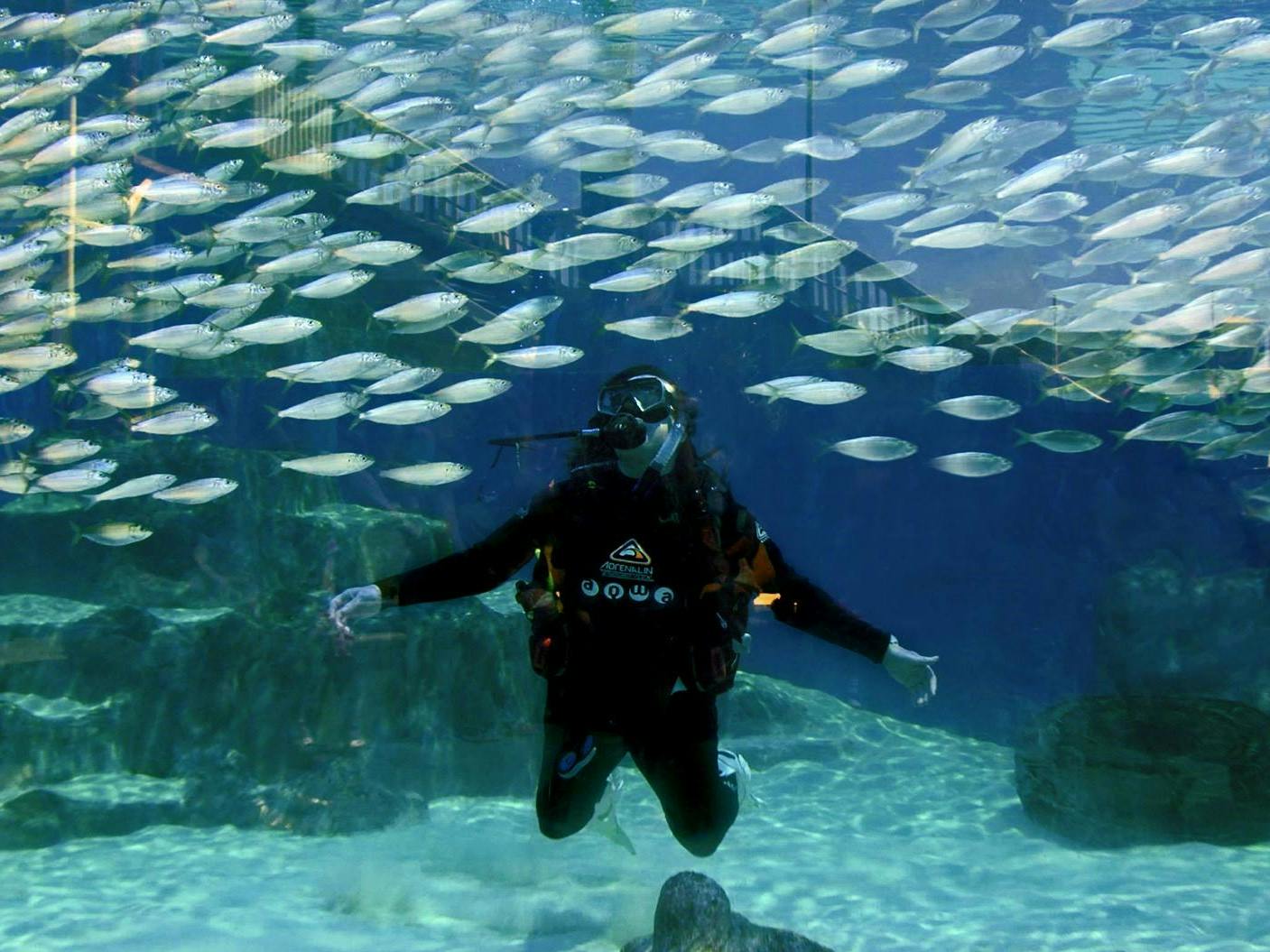 Dive With Sharks at AQWA