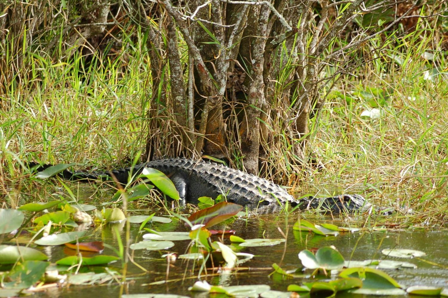 Everglades Airboat Adventure Tour with Transportation in Miami
