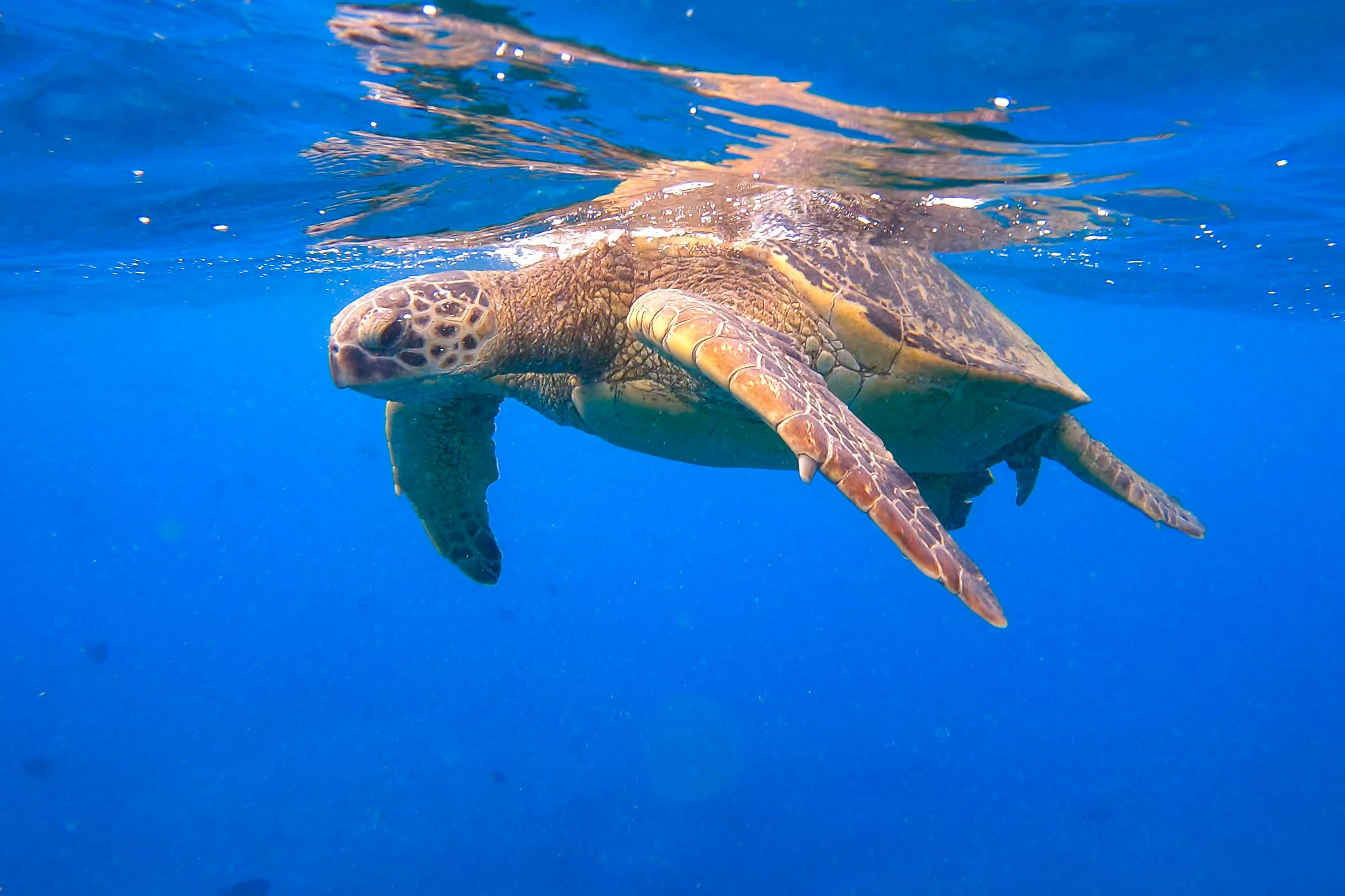 Hawaiian green sea turtle swimming gracefully in the clear blue ocean near Oʻahu.