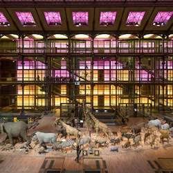 Interiör av ett museum med en utställning av olika djurarter. Flerfärgade belysta väggar och ett glastak är synliga.