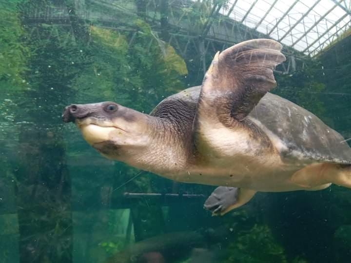Una tartaruga nuota sott'acqua in una grande vasca, con uno sfondo verde e frondoso e la struttura del tetto di un recinto visibile in alto.