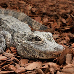 Bioparco di Roma: Open Ticket 2