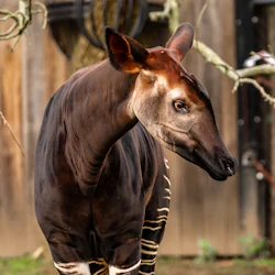 Okapi Kisala Antwerpens DJURPARK