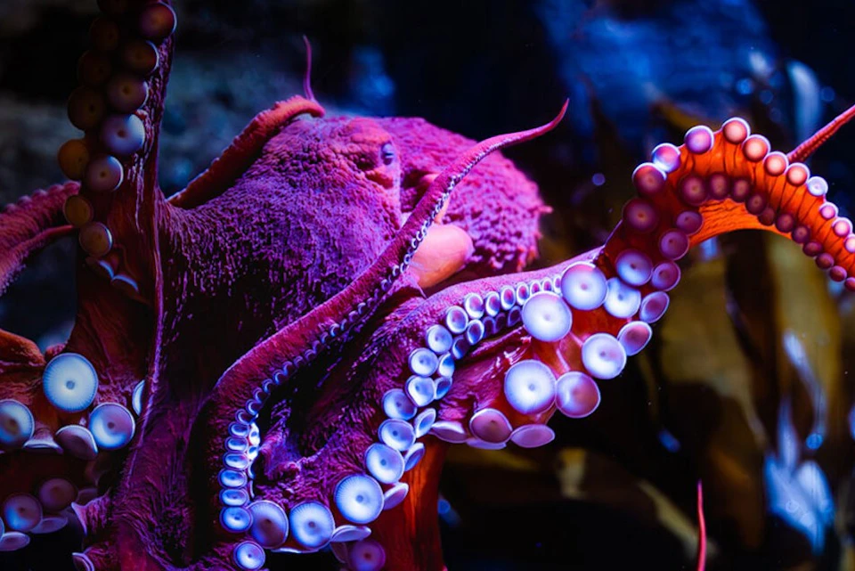 A close-up of a vibrant purple octopus with visible tentacles and suction cups against a dark underwater background.