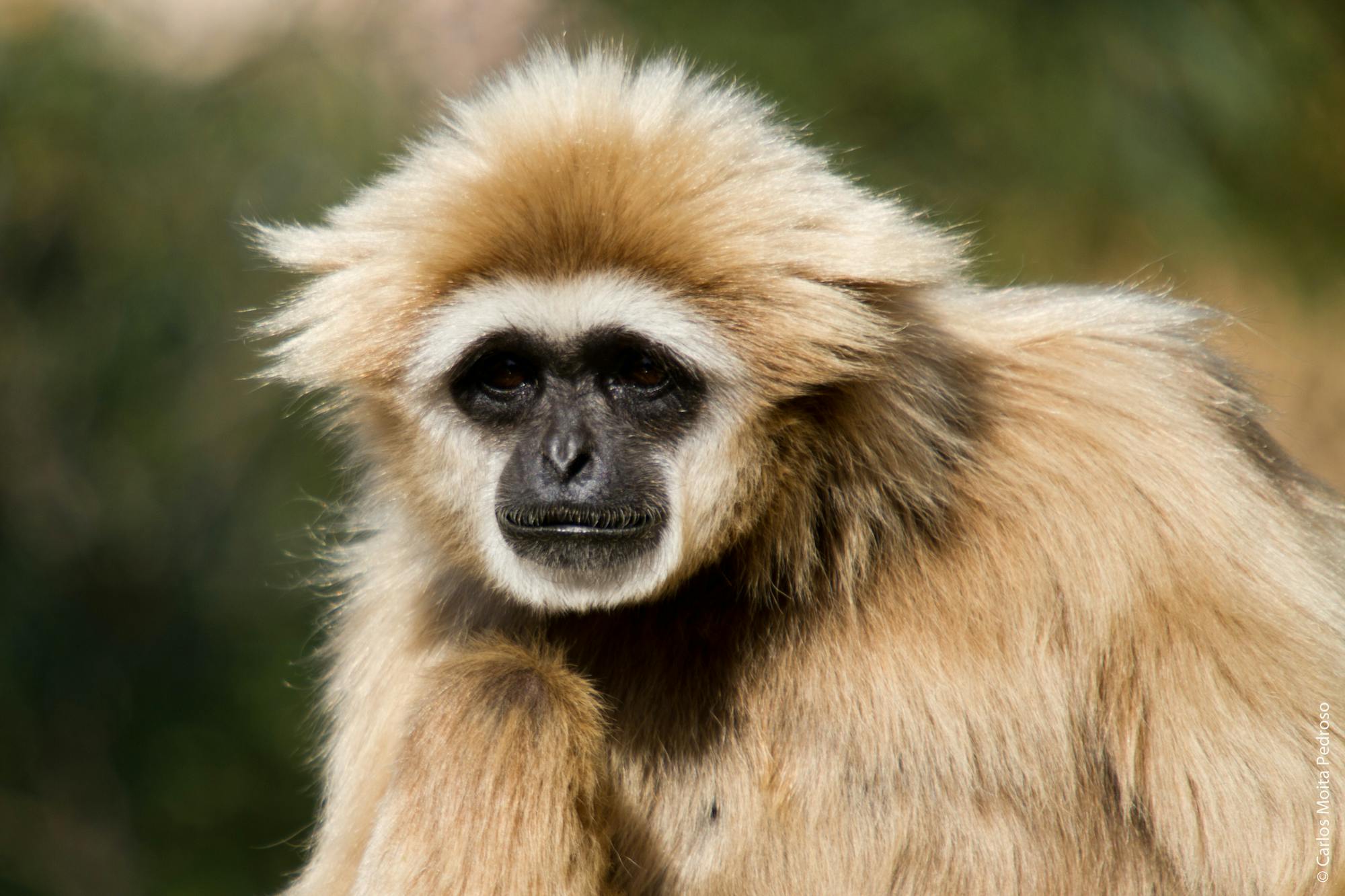 Detail světle hnědého a béžového gibona s tmavými rysy obličeje na rozmazaném přírodním pozadí.