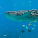 Georgia Aquarium