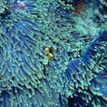 Eine fesselnde Nahaufnahme fängt die sanfte Interaktion zwischen einer Seeanemone und ihrem bunten Clownfisch ein.