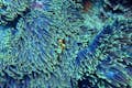 Un accattivante primo piano cattura la delicata interazione tra un anemone di mare e il suo coloratissimo pesce pagliaccio.