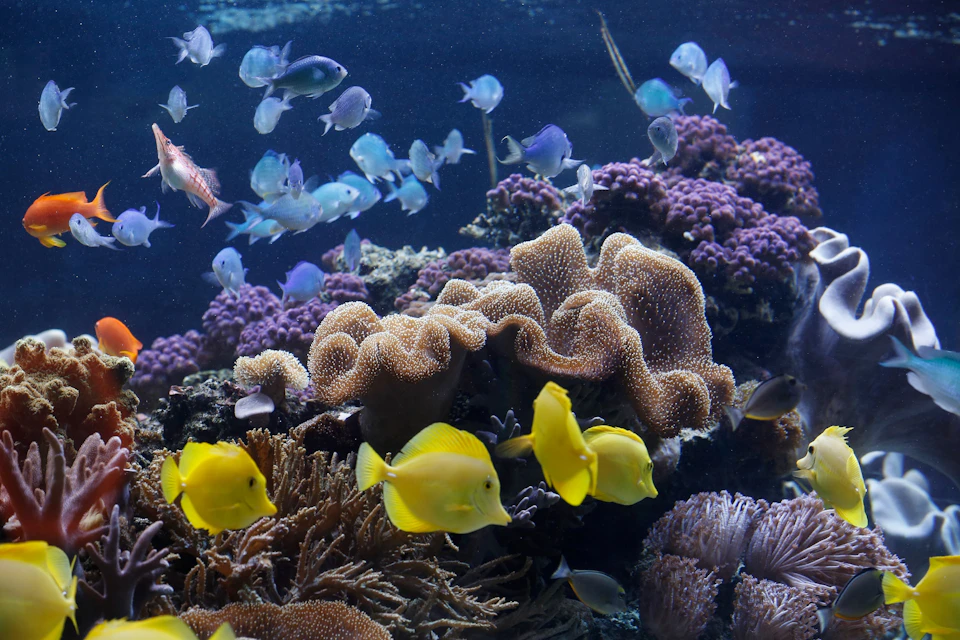 Various tropical fish, including yellow tangs and blue tangs, swim around colorful coral in a vibrant underwater scene.